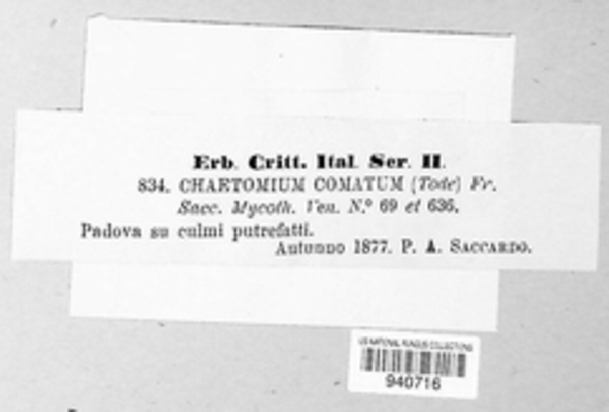 Chaetomium elatum image